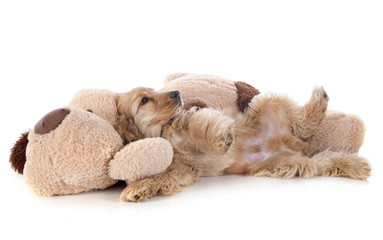puppy cocker spaniel and toy