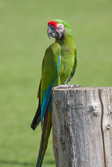 Ara posé sur un tronc d'arbre