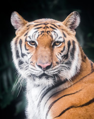 Portrait of tiger