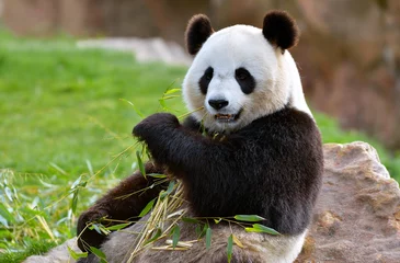Stickers pour porte Panda Panda géant
