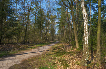 Path through a pine forest in spring