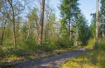 Path through a pine forest in spring