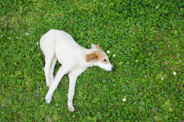 Obraz premium Cute Puppy Relaxing