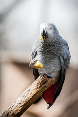 Perroquet gris du gabon