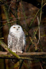 Hibou harfang des neiges