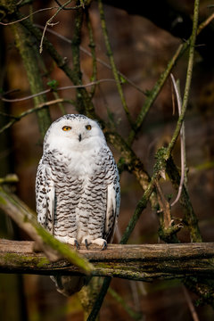 Hibou harfang des neiges