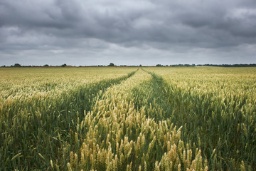 wheat field