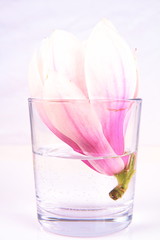 Magnolia flower