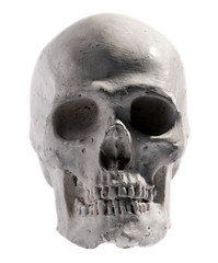 Model of a human skull isolated on white