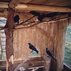 Kawki w wolierze © Tomasz Niewęgłowski