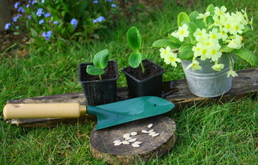 graines,semis,plantation de saison