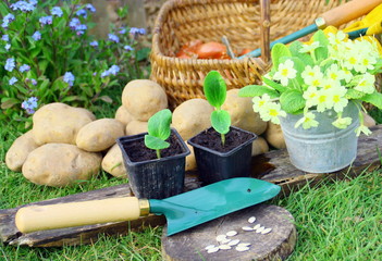 graines,semis,plantation de saison