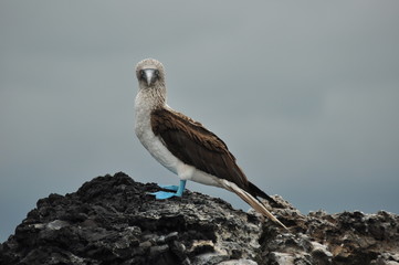 Blue-footed boobie in the Galapagos Islands