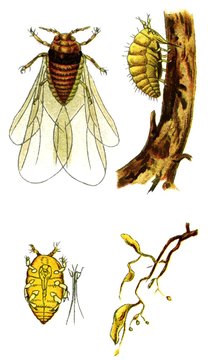 Insect pest Grape phylloxera (Daktulosphaira vitifoliae)