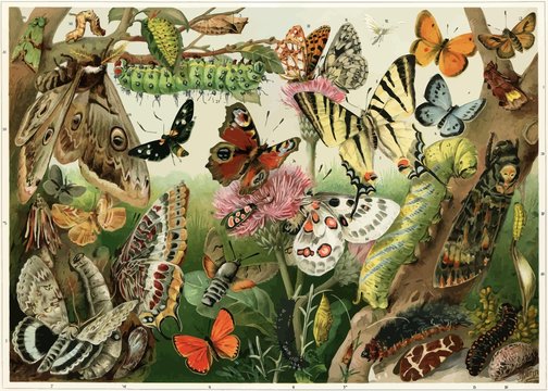 Various butterflies, moths, caterpillars and insect pests