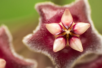 Hoya Star Sharp Pollen