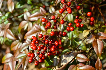 Nandina Berries