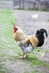 Rooster