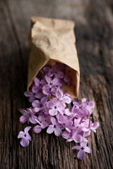 Common lilac flowers