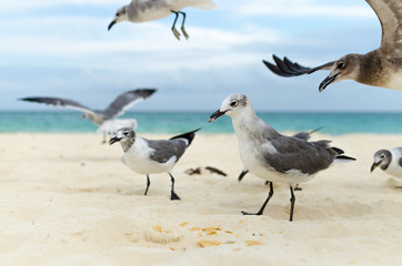 flock of seagulls eating on the beach