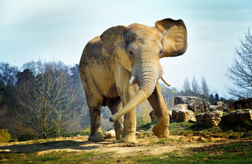 Fototapeta na wymiar Savannah słoń (mężczyzna)
