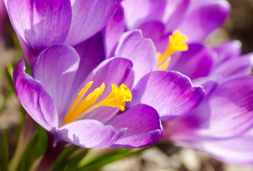 Spring Crocus