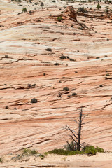 Fototapeta na wymiar Zion National Park