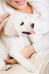 Closeup of labrador puppy on the hands of woman 