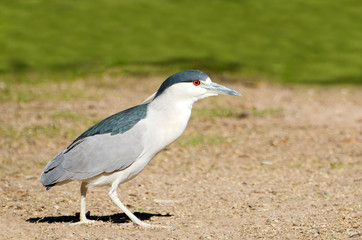 Black-crowned Night Heron, Male
