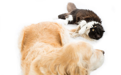 Persian cat with a dog