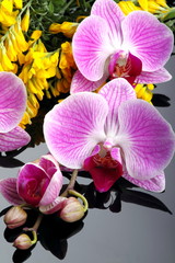 Orchidea con fiori di ginestra