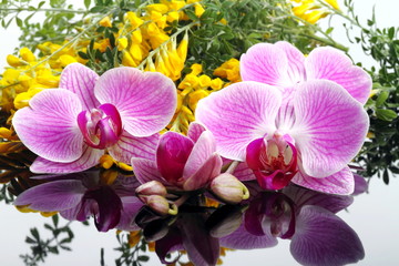 Fototapeta na wymiar Kwiaty orchidei z miotłą