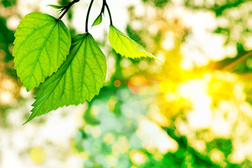 fresh green leaves on bokeh background