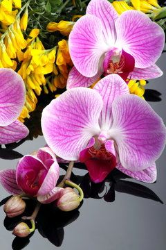 Orchidea con fiori di ginestra