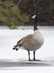 Canada Goose on Frozen River - Ontario, Canada