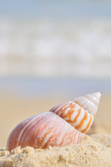 Seashell on the beach