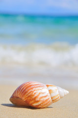 Seashell on the beach