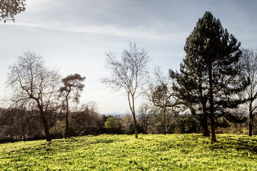 Fototapeta premium field of daffodil