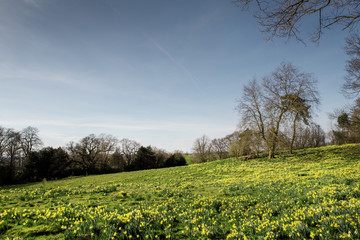 field of daffodil