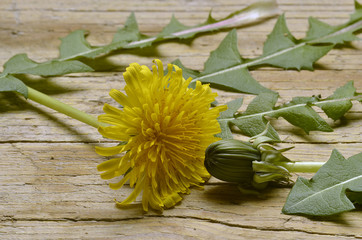 Taraxacum officinale Radìc di mont o Tala © Comugnero Silvana