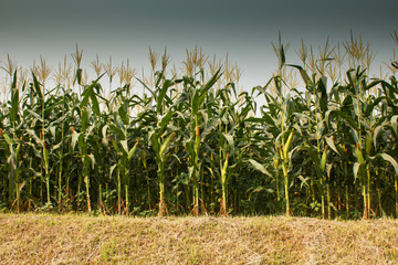 corn cob on a field in summer