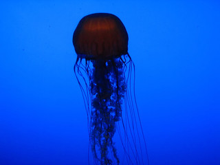 Jellyfish
