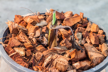 Sprouting banana