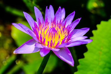 Purple lotus in the morning