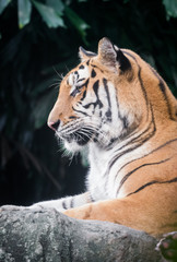 Tiger is looking left