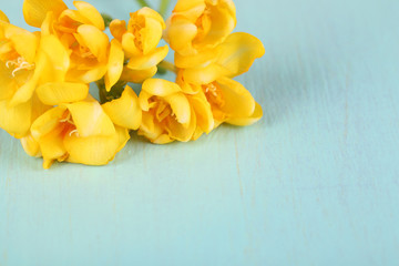 Beautiful freesias on blue background