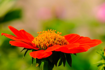 Orange flower