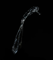 Water splash on black background