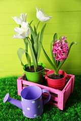 Beautiful tulips and hyacinth flower