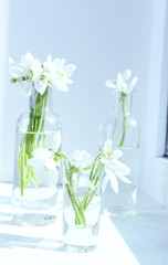 Beautiful bouquets of snowdrops in vases on windowsill